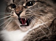 123051625-cat-agression-part-2-632x475